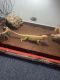 Bearded Dragon Reptiles for sale in Long Beach, CA, USA. price: $145