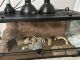 Bearded Dragon Reptiles for sale in MORGANS POINT, TX 76513, USA. price: $100