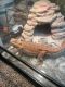 Bearded Dragon Reptiles for sale in Baton Rouge, LA, USA. price: $175