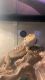 Bearded Dragon Reptiles for sale in Four Oaks, NC 27524, USA. price: $100
