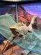 Bearded Dragon Reptiles for sale in Yucca Valley, California. price: $200