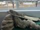 Bearded Dragon Reptiles for sale in Puyallup, Washington. price: $50
