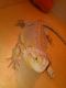 Bearded Dragon Reptiles for sale in Houston, TX, USA. price: $300