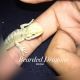 Bearded Dragon Reptiles for sale in Long Beach, CA, USA. price: NA