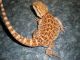 Bearded Dragon Reptiles for sale in Columbus, OH, USA. price: NA