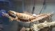 Bearded Dragon Reptiles for sale in Houston, TX, USA. price: $400