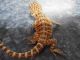 Bearded Dragon Reptiles for sale in Chicago, IL, USA. price: NA