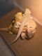 Bearded Dragon Reptiles for sale in New York, NY, USA. price: NA