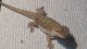 Bearded Dragon Reptiles for sale in Lakeland, FL, USA. price: NA