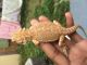Bearded Dragon Reptiles for sale in Hollywood, FL 33023, USA. price: NA