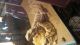 Bearded Dragon Reptiles for sale in Chillicothe, OH 45601, USA. price: NA