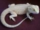 Bearded Dragon Reptiles for sale in Los Angeles, CA 90005, USA. price: NA