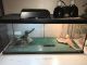 Bearded Dragon Reptiles for sale in East Liverpool, OH 43920, USA. price: $140