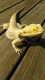 Bearded Dragon Reptiles for sale in Wallingford, CT 06492, USA. price: $80