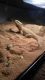 Bearded Dragon Reptiles for sale in Dayton, OH 45424, USA. price: NA