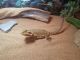 Bearded Dragon Reptiles for sale in Barberton, OH 44203, USA. price: NA