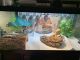Bearded Dragon Reptiles for sale in Cleveland, OH, USA. price: $200