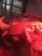 Bearded Dragon Reptiles for sale in Braintree, MA, USA. price: NA