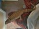 Bearded Dragon Reptiles for sale in Bloomington, IL 61701, USA. price: NA