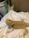 Bearded Dragon Reptiles for sale in Palm Springs, CA, USA. price: NA