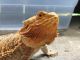 Bearded Dragon Reptiles for sale in N Gessner Rd, Houston, TX 77064, USA. price: NA