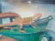 Bearded Dragon Reptiles for sale in Seattle, WA 98106, USA. price: $200