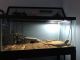 Bearded Dragon Reptiles for sale in Painesville, OH 44077, USA. price: NA