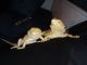 Bearded Dragon Reptiles for sale in Phillips Ranch, CA 91766, USA. price: NA