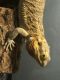Bearded Dragon Reptiles for sale in St. Louis, MO, USA. price: $60
