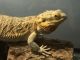 Bearded Dragon Reptiles for sale in St. Louis, MO, USA. price: NA