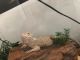 Bearded Dragon Reptiles for sale in UPPR CHICHSTR, PA 19014, USA. price: NA