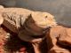 Bearded Dragon Reptiles for sale in Amarillo, TX, USA. price: NA