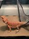 Bearded Dragon Reptiles for sale in Fontana, CA, USA. price: $210