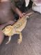 Bearded Dragon Reptiles for sale in Port Arthur, TX, USA. price: NA