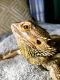 Bearded Dragon Reptiles for sale in Roanoke, TX, USA. price: NA