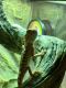 Bearded Dragon Reptiles for sale in Rocky Mount, NC, USA. price: NA