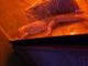 Bearded Dragon Reptiles for sale in Greenbrier, AR 72058, USA. price: $100