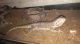 Bearded Dragon Reptiles for sale in Granite Falls, NC 28630, USA. price: NA