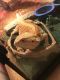 Bearded Dragon Reptiles for sale in Wiscasset, ME, USA. price: NA
