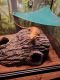 Bearded Dragon Reptiles for sale in 734 Moore's Ct, Brentwood, TN 37027, USA. price: NA