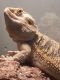 Bearded Dragon Reptiles for sale in Acworth, GA, USA. price: NA