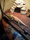 Bearded Dragon Reptiles for sale in Raytown, MO 64138, USA. price: NA