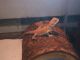 Bearded Dragon Reptiles for sale in Emporia, VA 23847, USA. price: $150