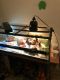 Bearded Dragon Reptiles for sale in Harrisonville, MO 64701, USA. price: $175