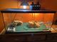 Bearded Dragon Reptiles for sale in Vincennes, IN 47591, USA. price: $100