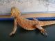 Bearded Dragon Reptiles for sale in S Austurias, Pharr, TX 78577, USA. price: NA