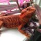 Bearded Dragon Reptiles for sale in S Austurias, Pharr, TX 78577, USA. price: NA