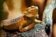 Bearded Dragon Reptiles for sale in Sterling Heights, MI, USA. price: NA