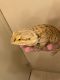 Bearded Dragon Reptiles for sale in 545 3rd St, Monument, CO 80132, USA. price: NA