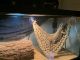 Bearded Dragon Reptiles for sale in Dover Plains, NY, USA. price: NA